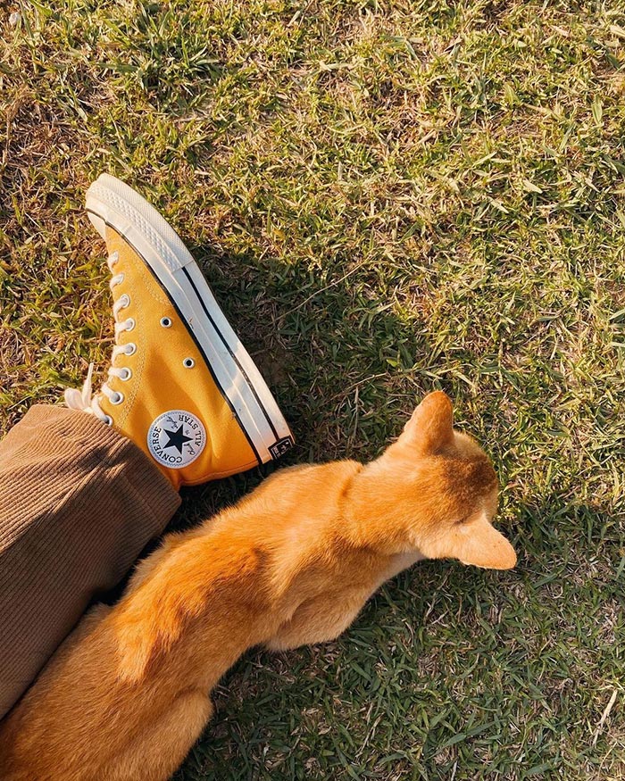 Chinh phục mọi outfit cùng sắc vàng rực rỡ của giày Converse Sunflower 1970s